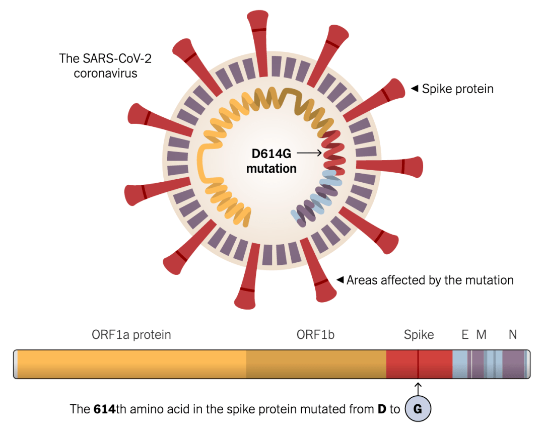 前沿科研成果揭示新冠病毒新面貌，带来希望之光