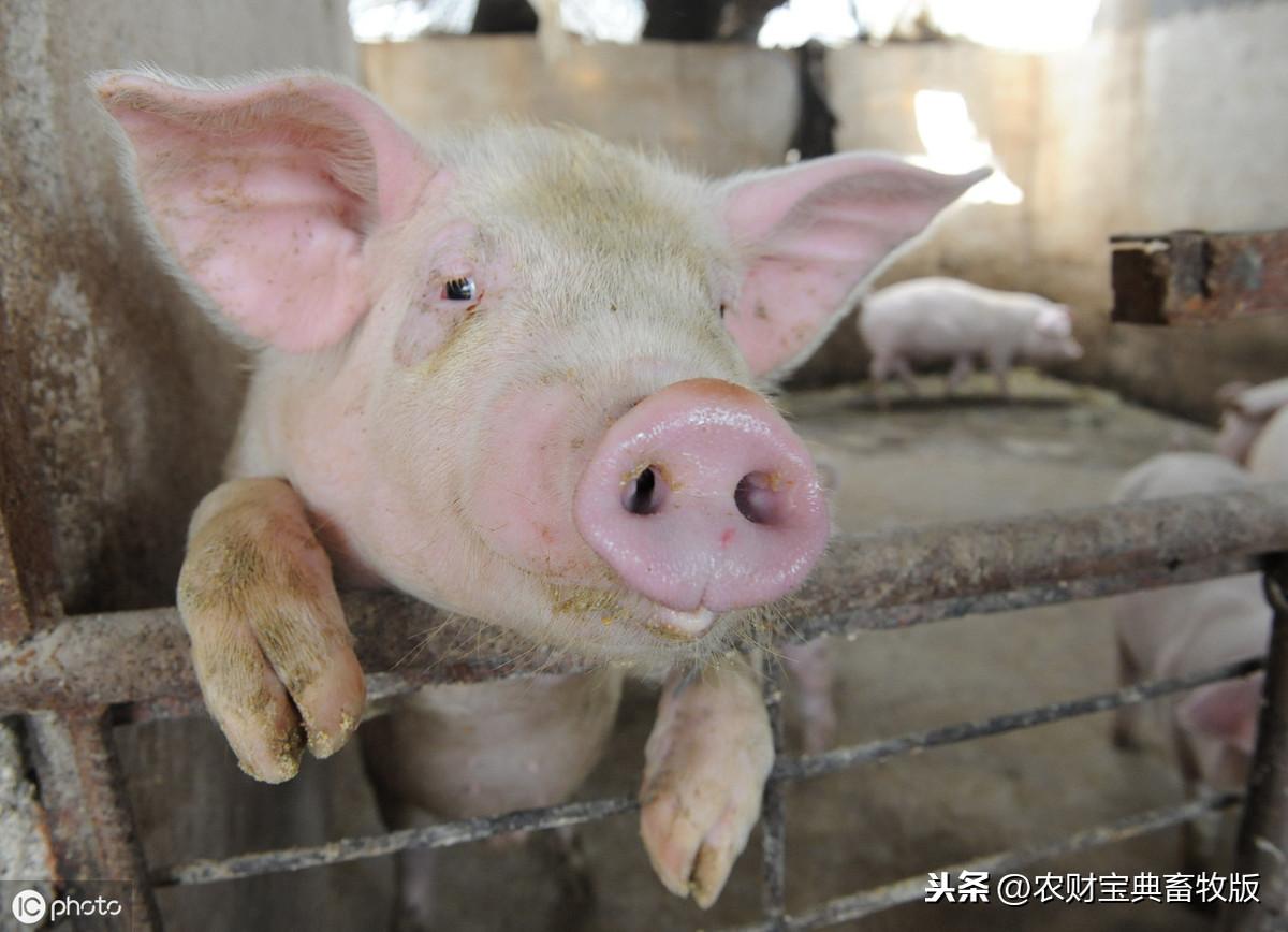 天康生物资讯速递